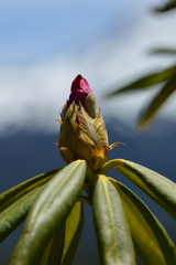 Rhododendron macrophyllum