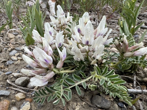 Astragalus crassicarpus
