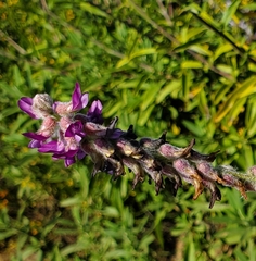 Astragalus brauntonii