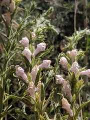 Sairocarpus multiflorus