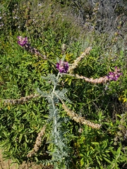 Astragalus brauntonii