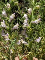 Sairocarpus multiflorus