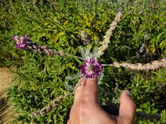 Astragalus brauntonii