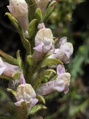 Sairocarpus multiflorus
