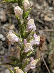 Sairocarpus multiflorus