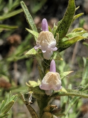 Sairocarpus multiflorus