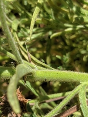 Sairocarpus multiflorus