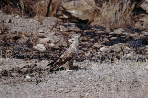 Aquila rapax belisarius