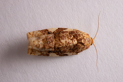 Archips argyrospila