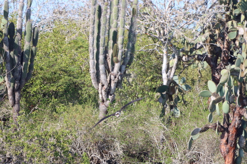 Image of Jasminocereus thouarsii by (c) Hunter Hammil, some rights reserved (CC BY)