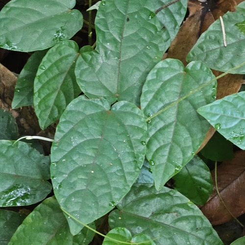 Pterisanthes, 2024-05-25