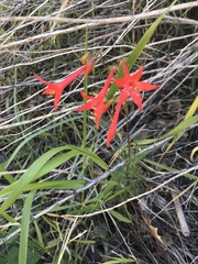 Ipomopsis aggregata formosissima