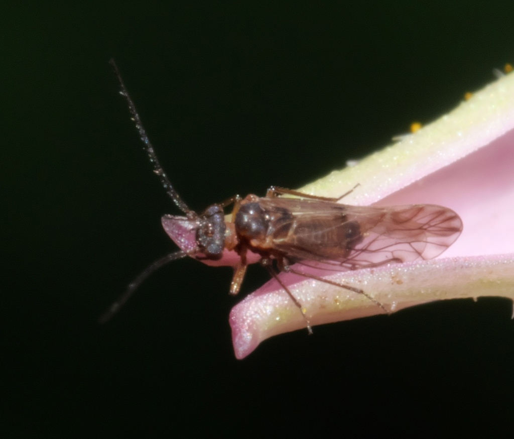 Lachesilla rena