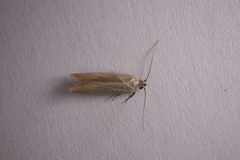 Holcocera immaculella