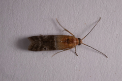 Moodna pallidostrinella