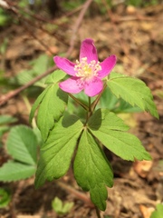 Anemonoides quinquefolia