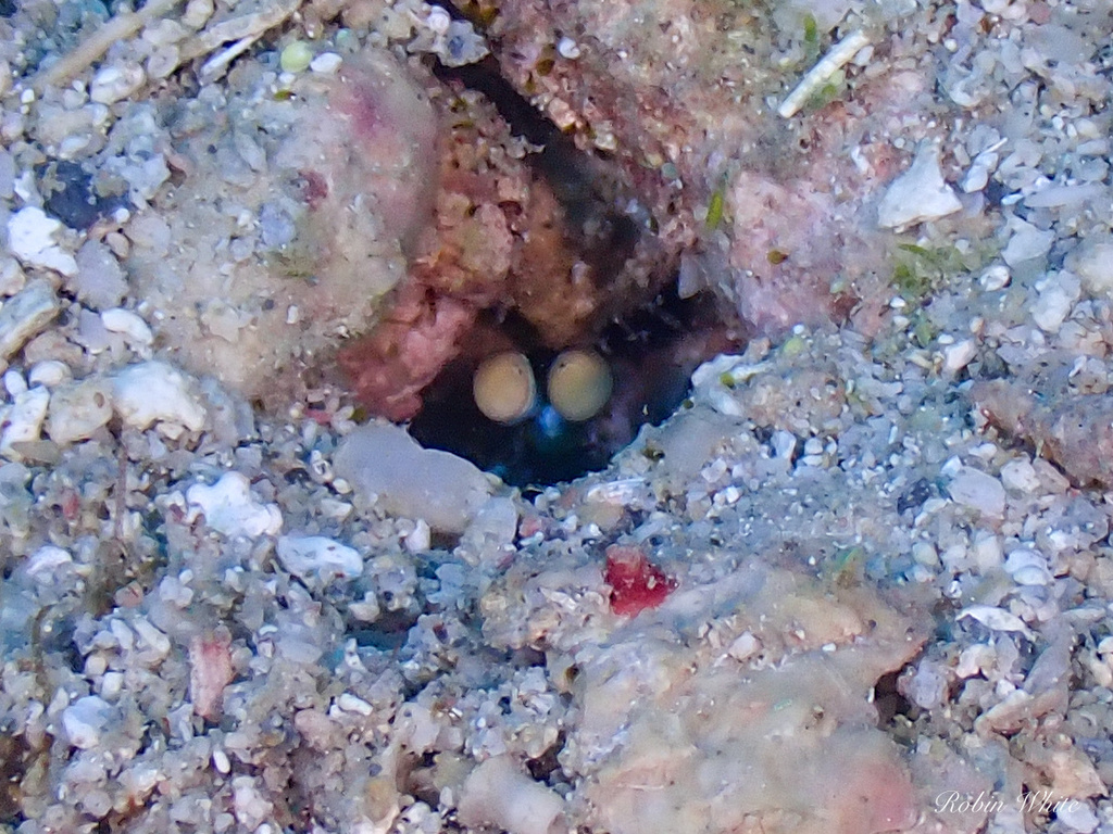 Odontodactylus havanensis