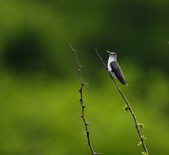 Elliotomyia chionogaster