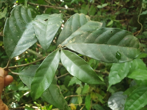 Tabernaemontana glandulosa