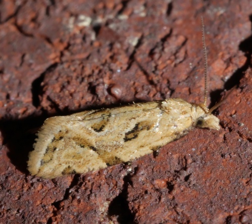 Aethes heleniana photo 4