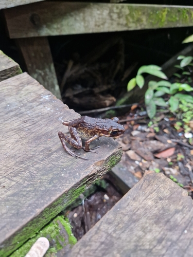 Baram River Frog, Hylarana baramica