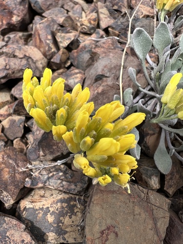 Image of Physaria alpestris by no rights reserved
