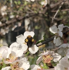 Melandrena