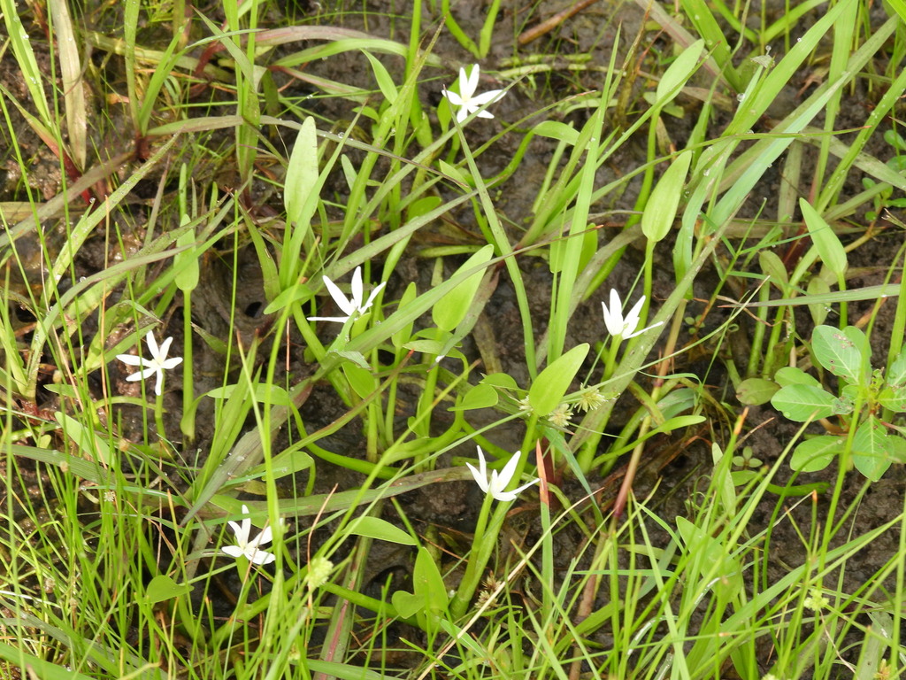 mud plantains from Eldridge / West Oaks, Houston, TX, USA on May 27 ...