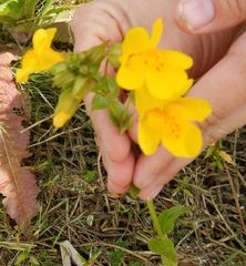 Erythranthe scouleri