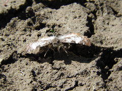 Chiomara georgina georgina