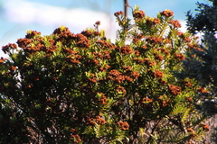 Veronica diosmifolia
