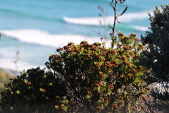 Veronica diosmifolia