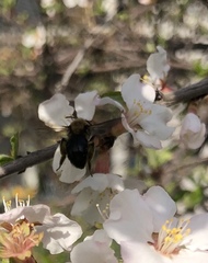Melandrena