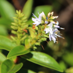 Veronica ligustrifolia