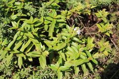 Veronica ligustrifolia