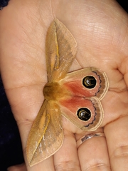 Pseudautomeris grammivora