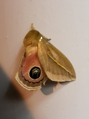 Pseudautomeris grammivora