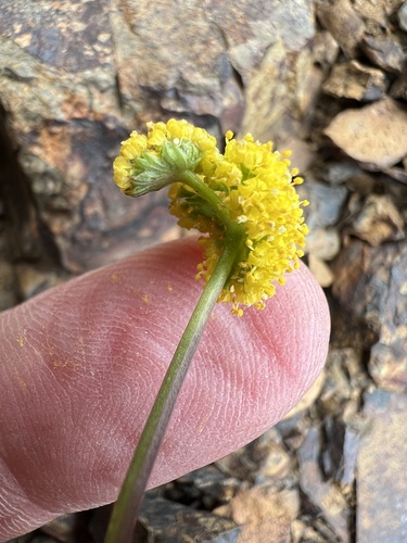 Image of Lomatium watsonii by no rights reserved