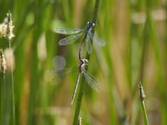 Lestes stultus