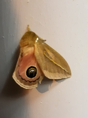 Pseudautomeris grammivora