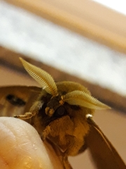 Pseudautomeris grammivora