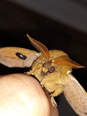 Pseudautomeris grammivora