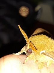 Pseudautomeris grammivora