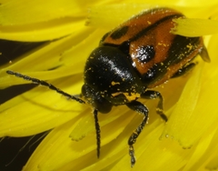 Cryptocephalus rugicollis