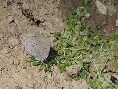 Satyrium californica