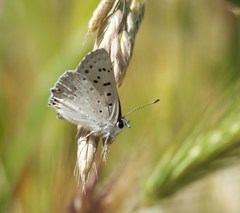 Tharsalea xanthoides