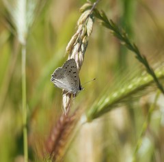 Tharsalea xanthoides