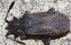 Strobilotoma typhaecornis