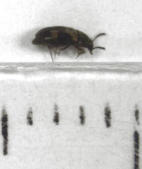 Litargus balteatus