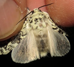 Lichnoptera